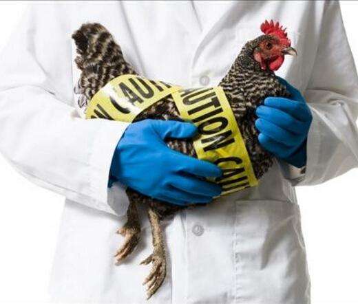 陕西H7N9最新疫情概况与影响分析