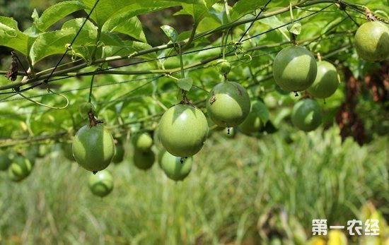 最新百香果种植技术，高效栽培与管理秘籍