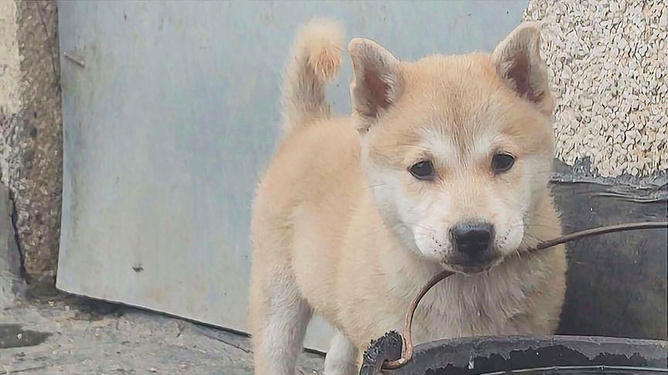 天一犬舍，长毛种公犬的魅力风采展示