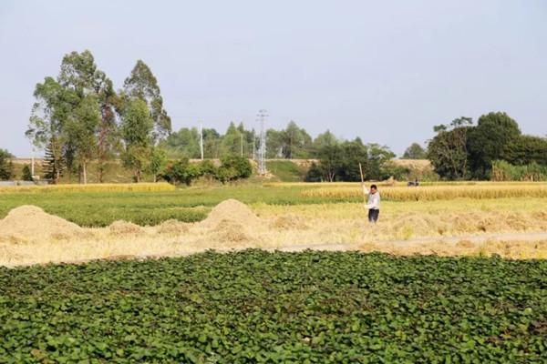 惠城区财政局最新招聘概览